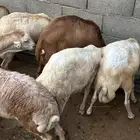 رفيد عمر 4 شهور