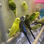 اناثي بادجي جاهزه للأنتاج ( تم البيع )