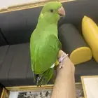 دره اليف (الحجم جامبو)