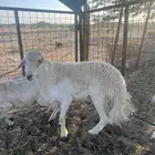 فحل حري رباع