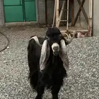 تيس عارضي فحل