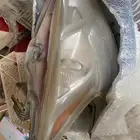 اصطاب مكسيما امامي2010 الى 2015