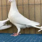 زاجل ابيض واسود