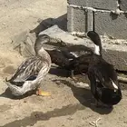 بط شرشبري