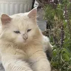 قططه للبيع.