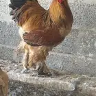 ديك برهما