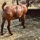 تيوس محايليه مخاصي