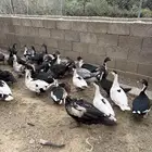 بط سوداني