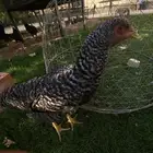 دجاج بلايموث روك