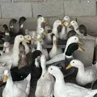 بط بكيني