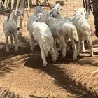 طليان حريات
