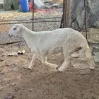 خروف حري صنف مشروع