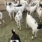 جفير بلدي للبيع