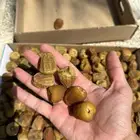 تمور كميات تصدير