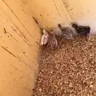 صيصان رومي