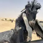 تيس