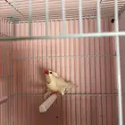 زيبرا شفت تيل فينش