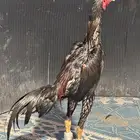 دجاج