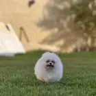 جراوي بومرينيان تي كب