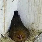 دجاجه مفرخه