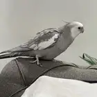 طير