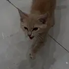 قط للتبني