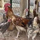 دجاج بياض