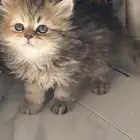 قطط