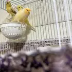 كناري