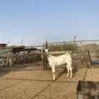 جفرة بيشية فاخرة