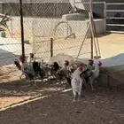 ديوك فقط للبيع