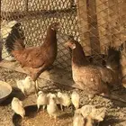 دجاج بلدي على الشرط