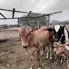 حسلان للبيع بلدي