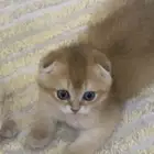 قطط سكوتش للبيع