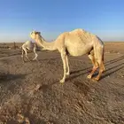 عشراء معها قعود طيب
