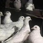 حمام فرنسي جامبو لاحم
