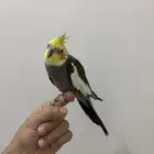 كروان نورمال مغرد