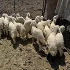 طليان فاخره