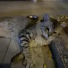 قطه لتبني
