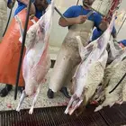 ذبايح نعيم تيوس جفار