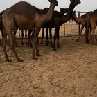 حشو