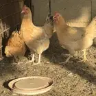 دجاج فرنسي بياض جروم