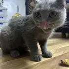 قطه مع ثلاث عيالها