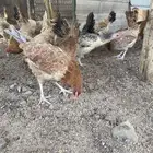 دجاج بلدي