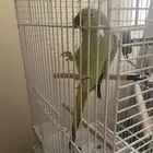 ببغاء درة أفريقي أليف جدا
