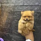 كلاب بمرنيان تي كب حجم صغير