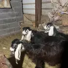 جفار عوارض صنف