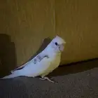 فرخ كروان اليف جدا