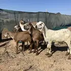 شياه سواكن خصم معهن على اثنين ( تم البيع)