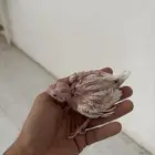 فرخ كروان للبيع